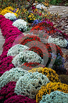 Mums lining the path at the Frederik Meijer Gardens in Grand Rapids Michigan photo