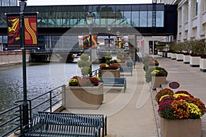 Mums on Milwaukee River Walk  821072