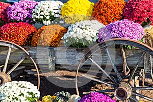 Mums and Old Farm Wagon Wheels