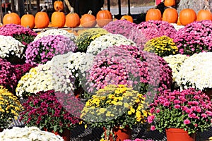 Mums and pumpkins