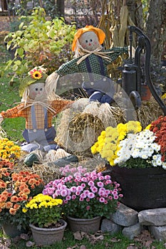 Mums and Scarecrows