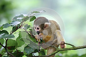 Munching on the leaves