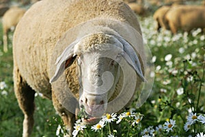 Munching sheep