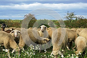 Munching sheep