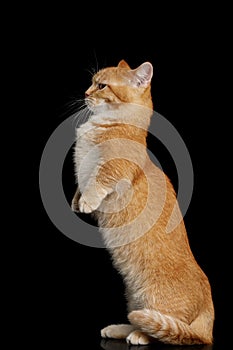 Munchkin Cat on Black background