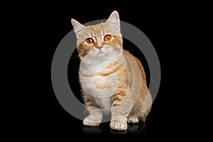 Munchkin Cat on Black background photo