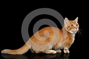 Munchkin Cat on Black background photo