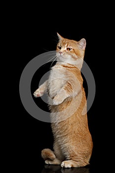 Munchkin Cat on Black background photo