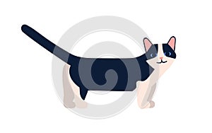 Munchkin cat breed vector flat illustration. Cartoon short-legged pet with raised tail isolated on white background photo