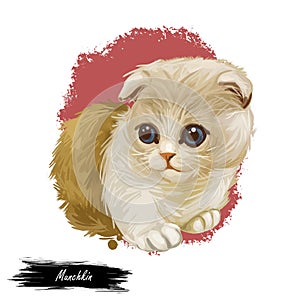 Munchkin kitten digital art illustration with inscription. Watercolor portrait of sausage cat. Closeup of feline animal