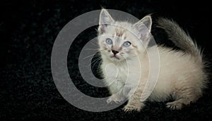 Munchkin Kitten photo