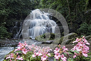 Mundang waterfall and snapdragon flower at Phuhinrongkla national park in Phitsanulok.Pink Habenaria rhodocheila hance wild orchid