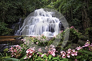 Mundang waterfall and snapdragon flower at Phuhinrongkla national park in Phitsanulok.Pink Habenaria rhodocheila hance wild orchid