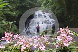 Mundang waterfall and snapdragon flower at Phuhinrongkla national park in Phitsanulok.Pink Habenaria rhodocheila hance wild orchid