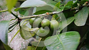 Mundu rata (Garcinia dulcis, baniti, taklang-anak, maphuut, ma phut, yellow mangosteen)