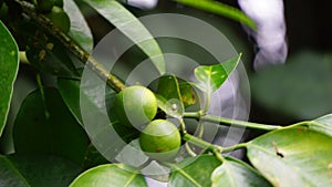 Mundu rata (Garcinia dulcis, baniti, taklang-anak, maphuut, ma phut, yellow mangosteen) photo