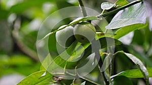 Mundu rata (Garcinia dulcis, baniti, taklang-anak, maphuut, ma phut, yellow mangosteen) photo