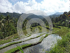 Munduk middle of Bali rice field with water reflect early morning hike