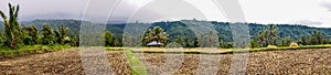 Munduk Rice Field in Bali, Indonesia