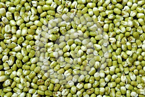 Mung bean