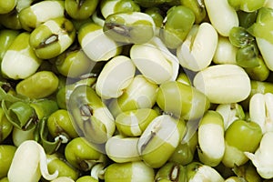Mung bean