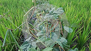 The mung bean, alternatively known as the green gram, maash, or moong Sanskrit