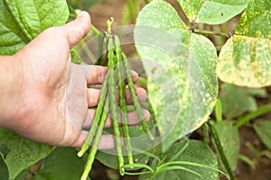 Mung bean in farm land