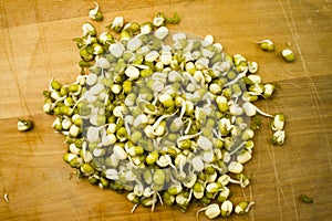 Mung bean germinated sprouts photo