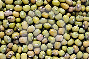 Mung bean known as green gram, maash, moong, monggo, or munggo plant species in legume family, cultivated in East Asia
