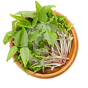 Mung bean microgreens in wooden bowl