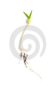 Mung bean seedling, a dicotyledon plantlet of Vigna radiata showing roots