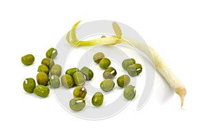 Mung bean sprout on white
