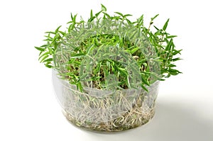 Mung bean sprouts