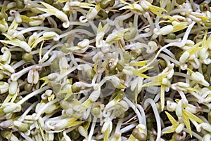 Mung bean sprouts