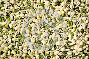 Mung bean sprouts