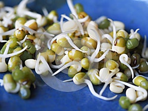 Mung bean sprouts
