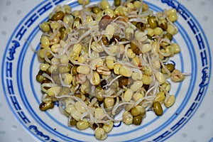 Mung bean sprouts in a closeup