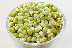Mung bean sprouts