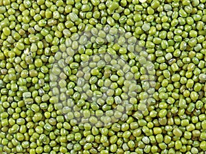 Mung bean (Vigna radiata) photo