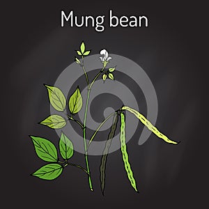 Mung bean Vigna radiata with leaves and pods