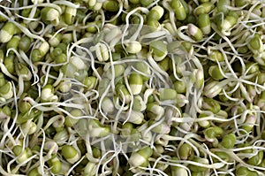 Mung beans photo