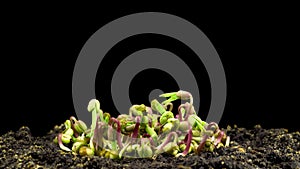 Mung beans germination on black background