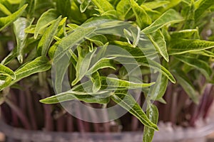 Mung beans microplants closeup