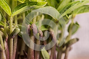 Mung beans microplants closeup