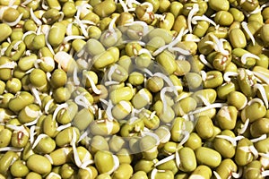 Mung Beans Sprouting