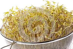 sprouts of mung beans photo