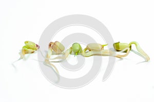 Mung beans Vigna radiata sprouted for food with small roots and rudiments of leaves on white background