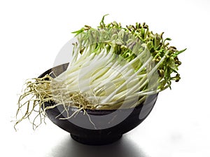 mung beansprouts