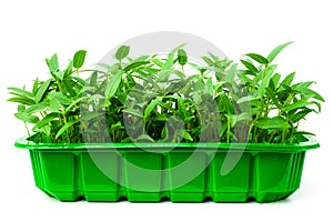 Mung shoots in seedling tray. Green gram saplings on white background. Homegrown sprouts of mung bean