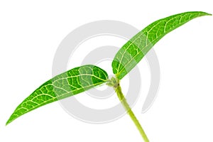 Mung young plant macro close up. Green gram sapling leaves on white background. Homegrown sprouts of mung bean